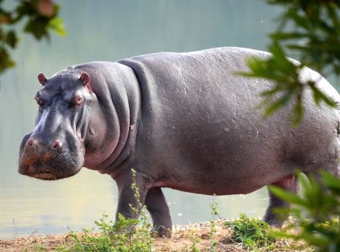 Kasaï Central : Un paysan tué par un hippopotame à Kananga