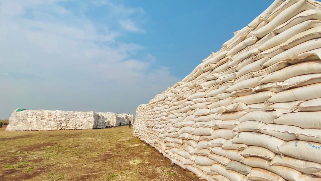 KANIAMA-KASESE : LA PROMESSE AGRICOLE DU SERVICE NATIONAL VISANT PLUS DE 25 000 TONNES DE MAÏS POUR LA SAISON 2024-2025 EN VOIE DE RÉALISATION