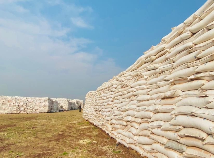 KANIAMA-KASESE : LA PROMESSE AGRICOLE DU SERVICE NATIONAL VISANT PLUS DE 25 000 TONNES DE MAÏS POUR LA SAISON 2024-2025 EN VOIE DE RÉALISATION