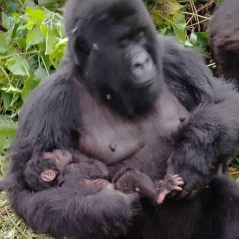 RDC : DES GORILLES DES GRAUER DÉCOUVERTS DANS LA RÉSERVE NATURELLE D'ITOMBWE AU SUD-KIVU