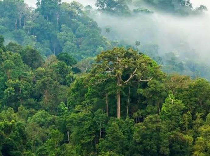 CRÉDIT CARBONE : DES MILLIONS DE DOLLARS VERSÉS A LA RDC, DESTINATION INCONNUE